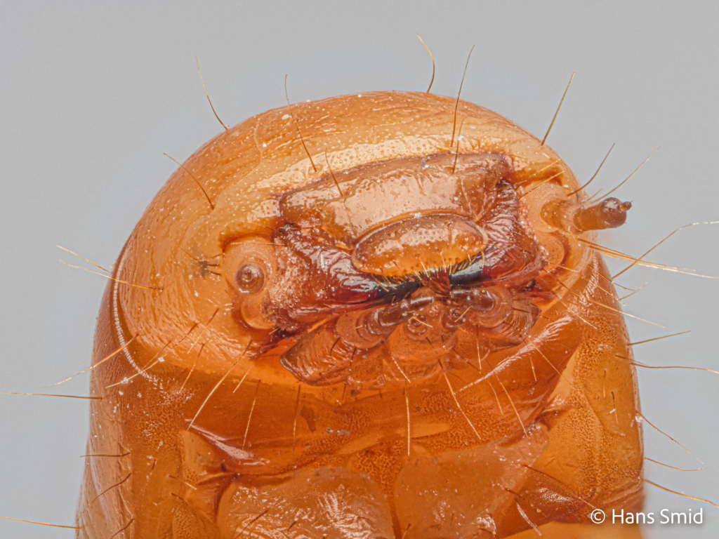 Tenebrio molitor yellow mealworm head 001