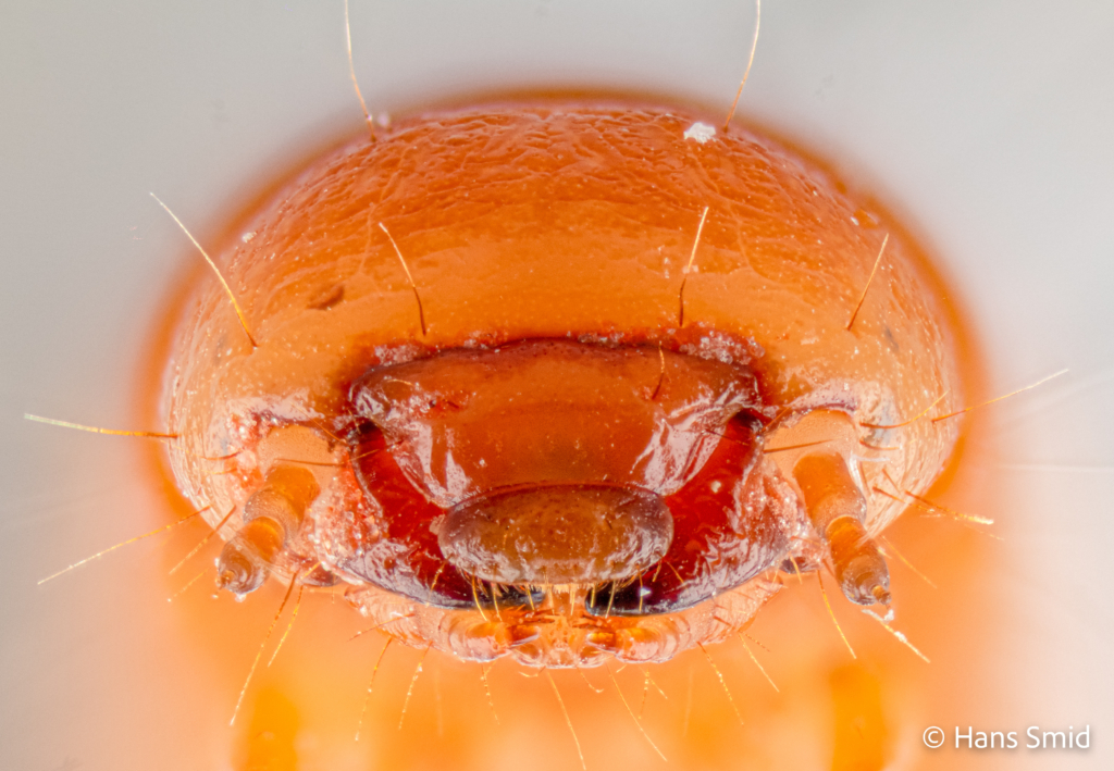 Tenebrio molitor yellow mealworm head 002