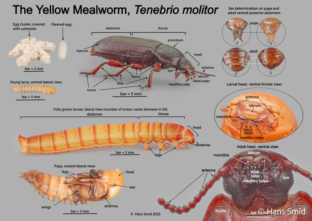 Tenebrio molitor yellow mealworm life cycle 001