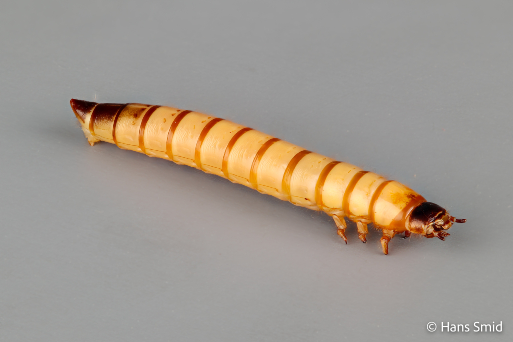 Zophobas morio Morio worm larva 001
