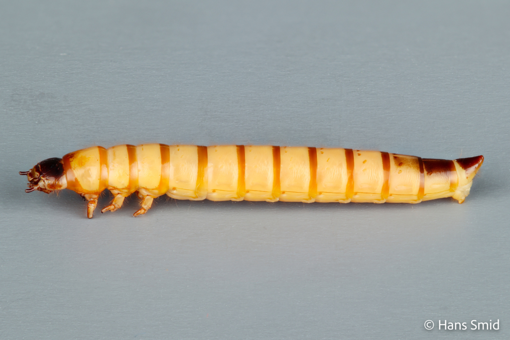 Zophobas morio Morio worm larva 002