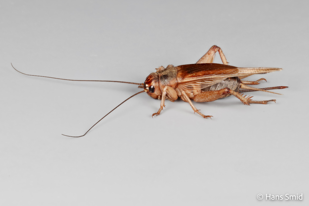 gryllus assimilis Jamaican field cricket 001