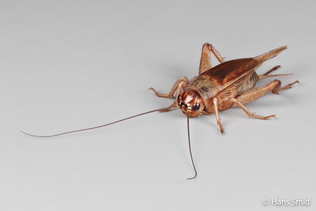 gryllus assimilis Jamaican field cricket 002