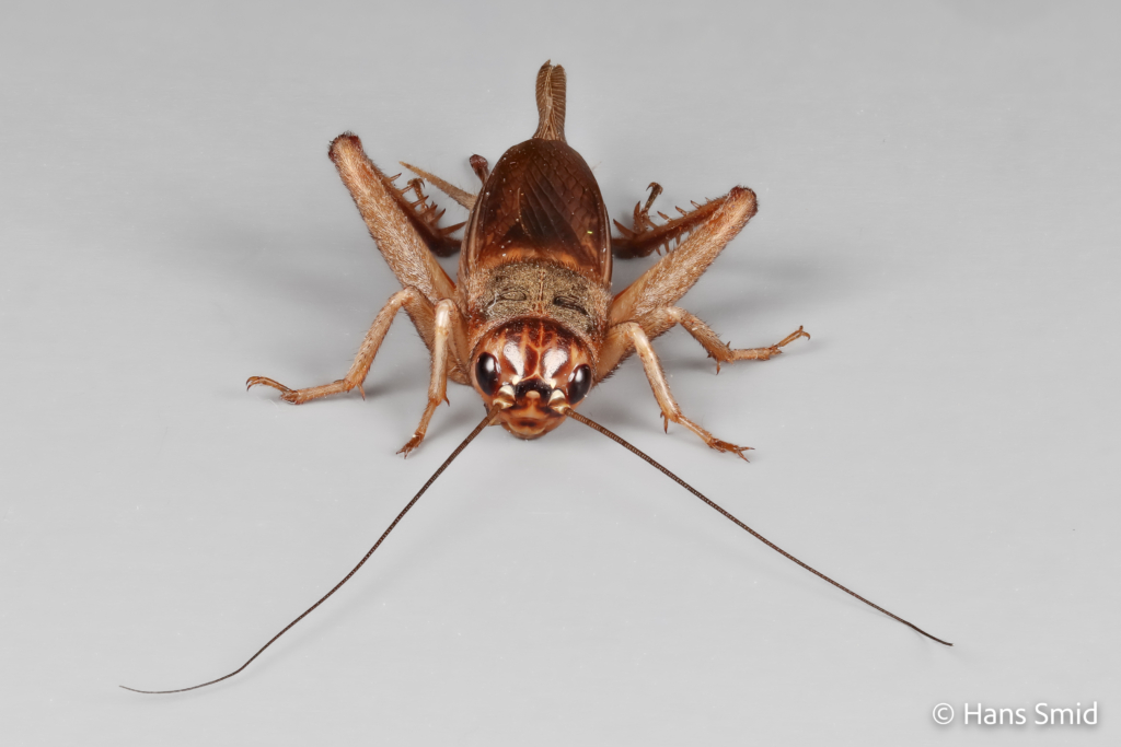 gryllus assimilis Jamaican field cricket 003