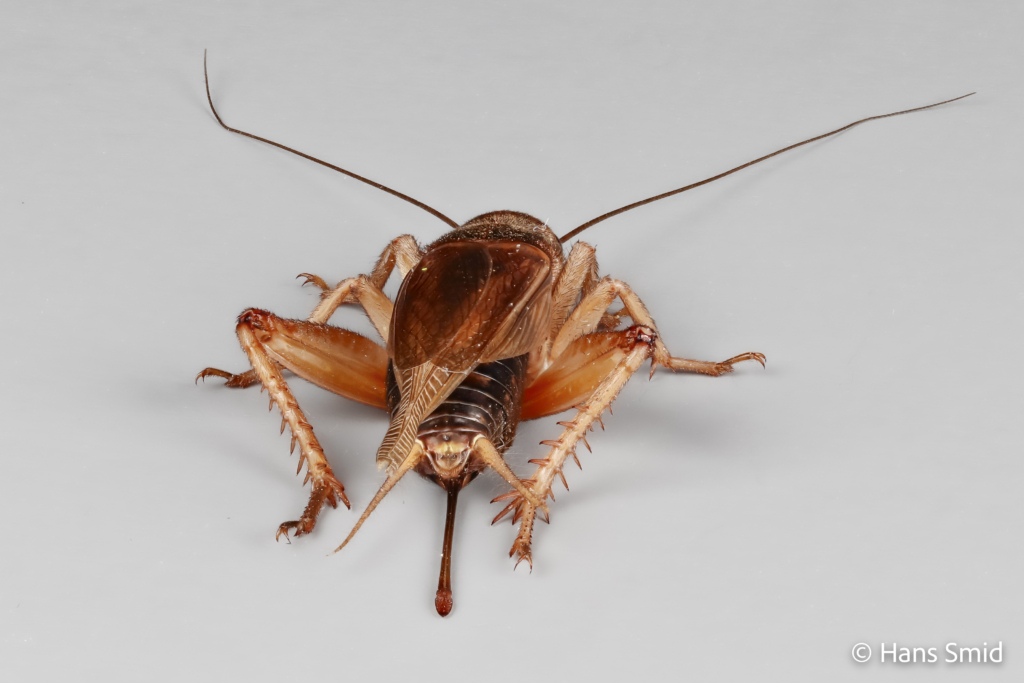 gryllus assimilis Jamaican field cricket 004