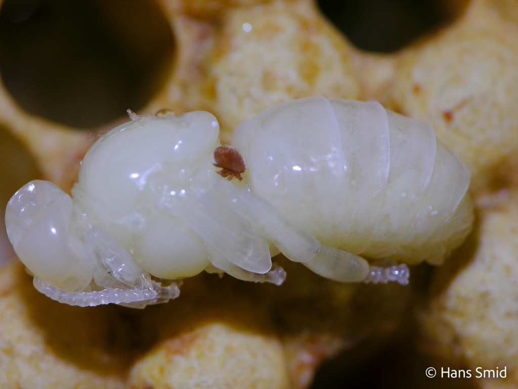mellifera honeybee pupa Varroa jacobsoni varroa mite 001