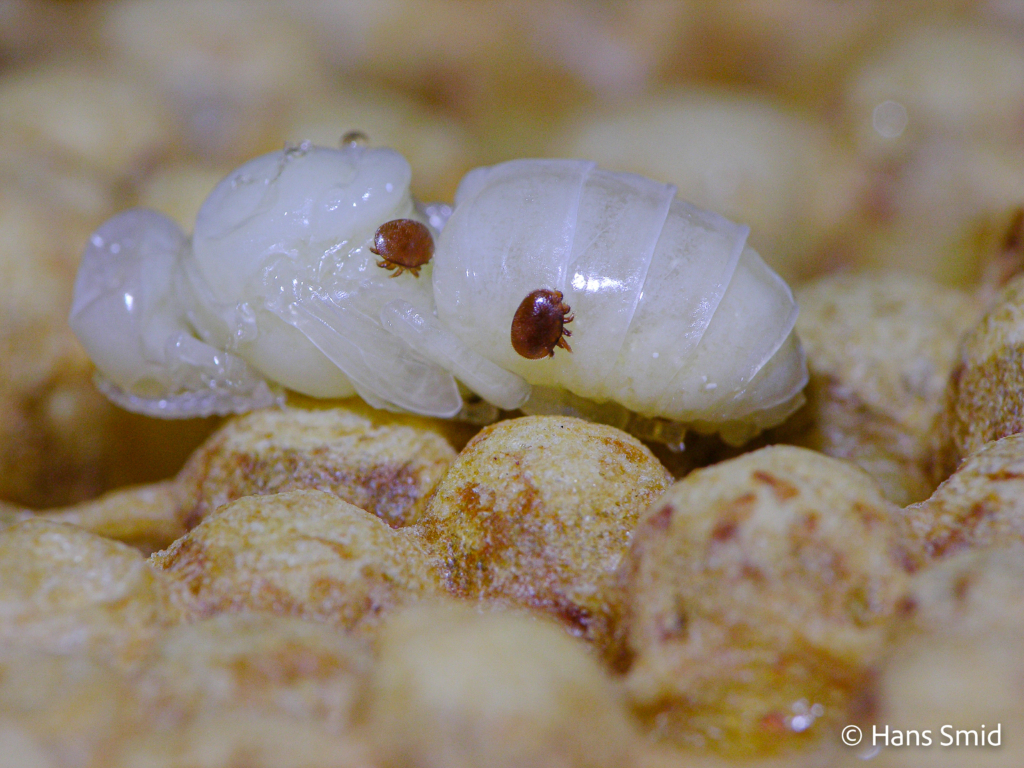 mellifera honeybee pupa Varroa jacobsoni varroa mite 002