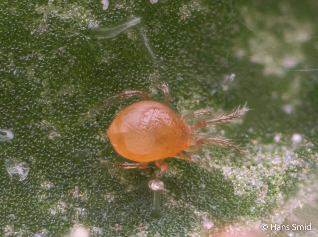 tetranychus urticae spider mite 001 1