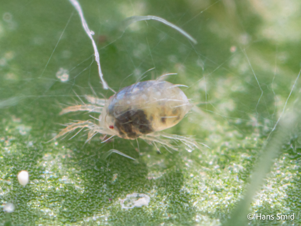 tetranychus urticae spider mite 001