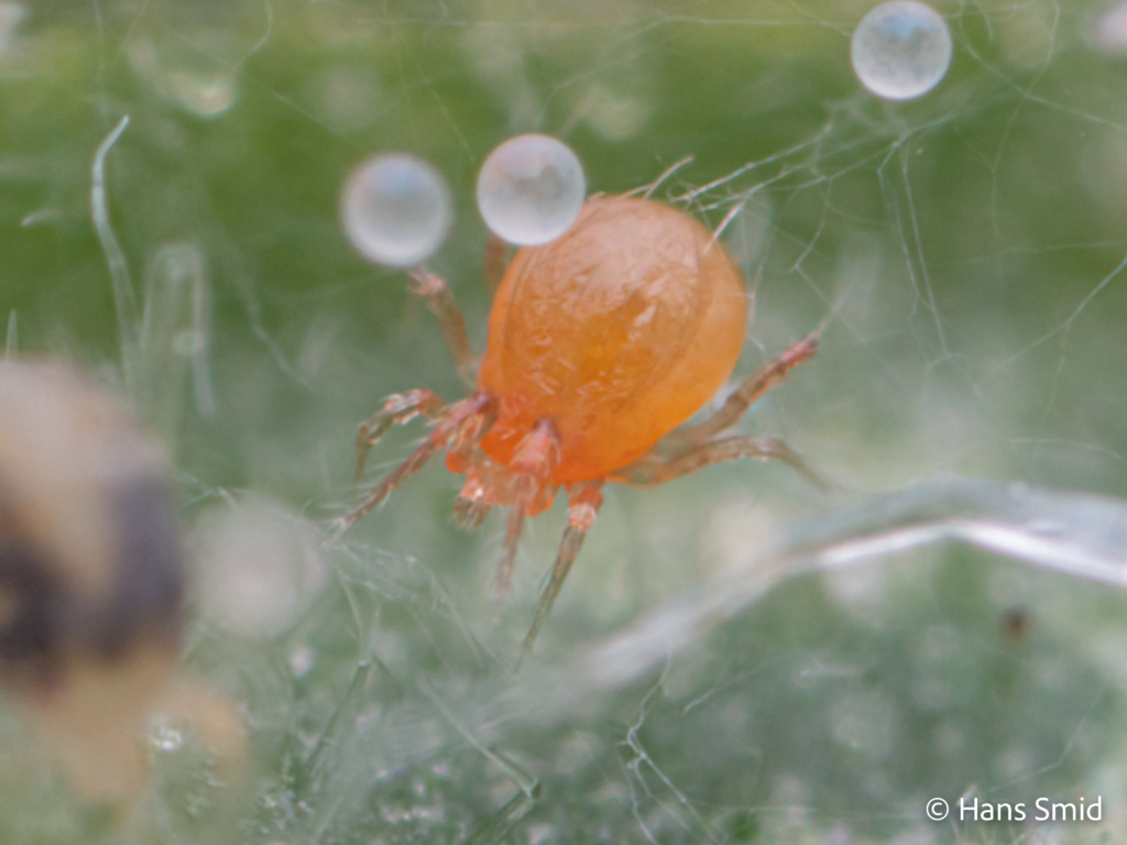 tetranychus urticae spider mite 002 1