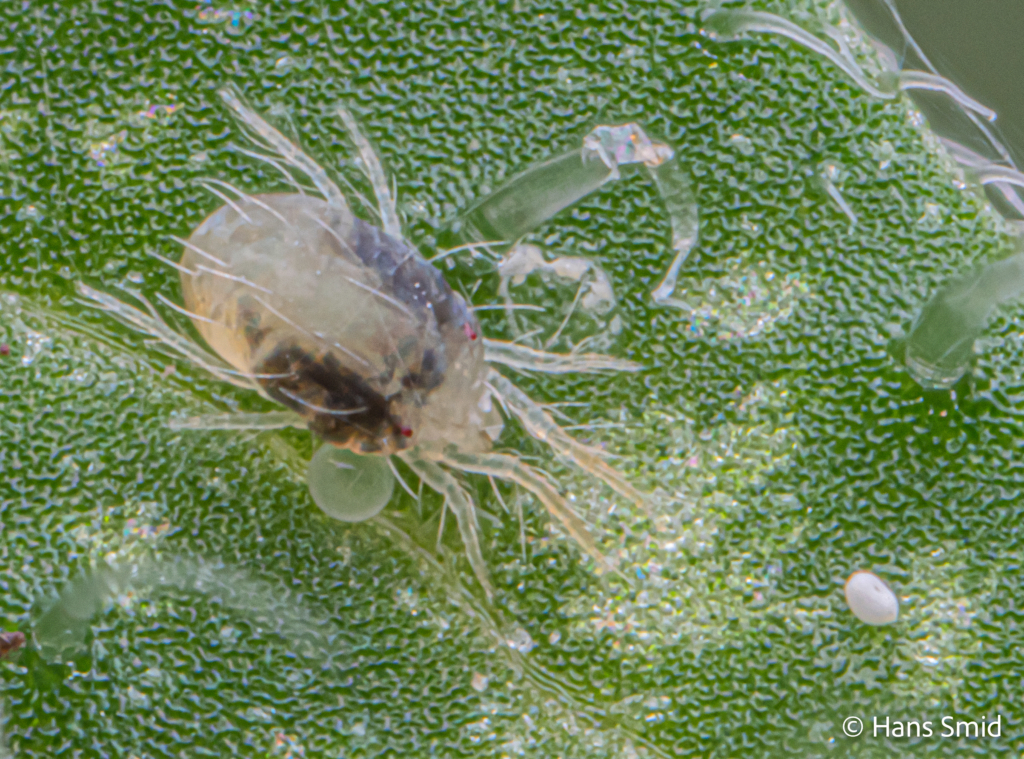 tetranychus urticae spider mite 002