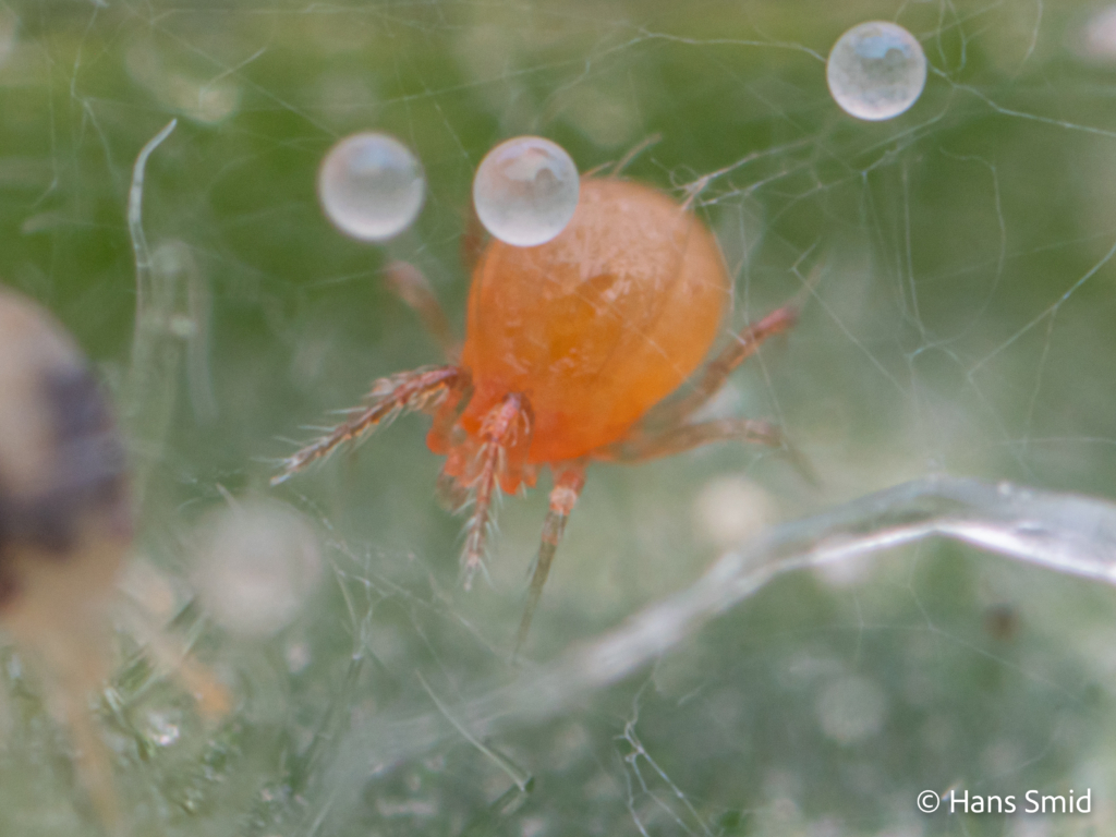 tetranychus urticae spider mite 003 1