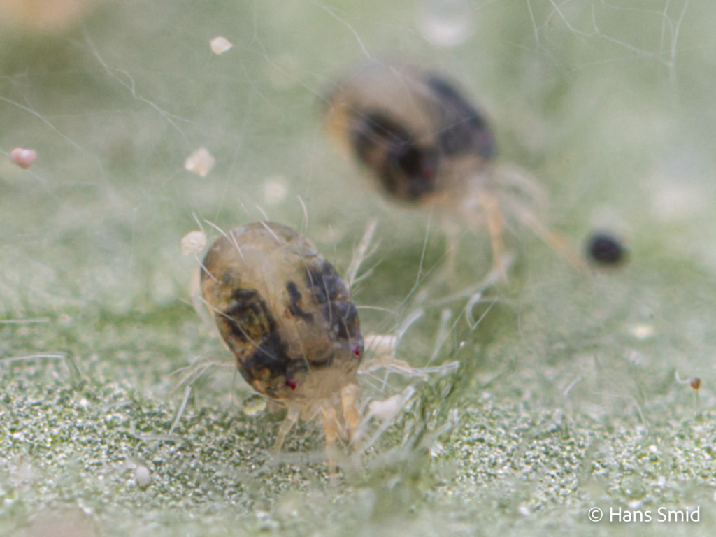 tetranychus urticae spider mite 003