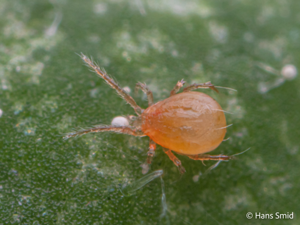 tetranychus urticae spider mite 004 1