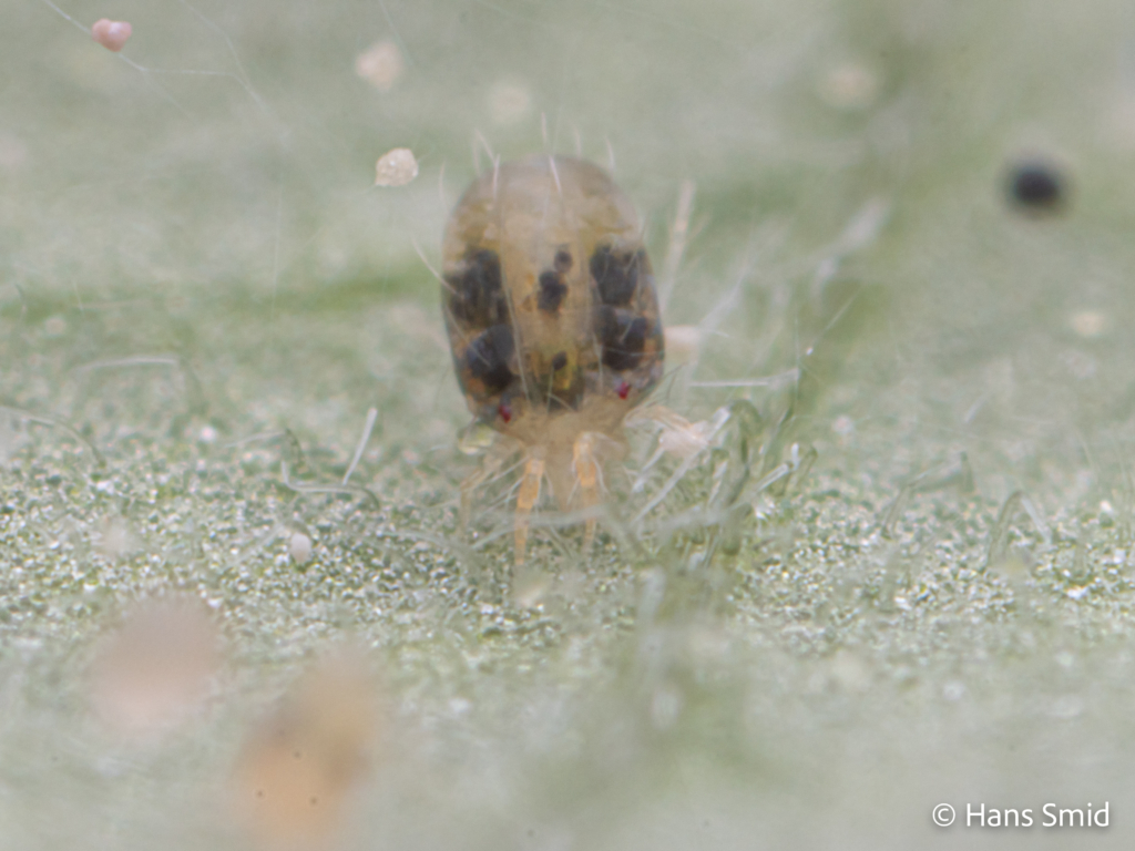 tetranychus urticae spider mite 004