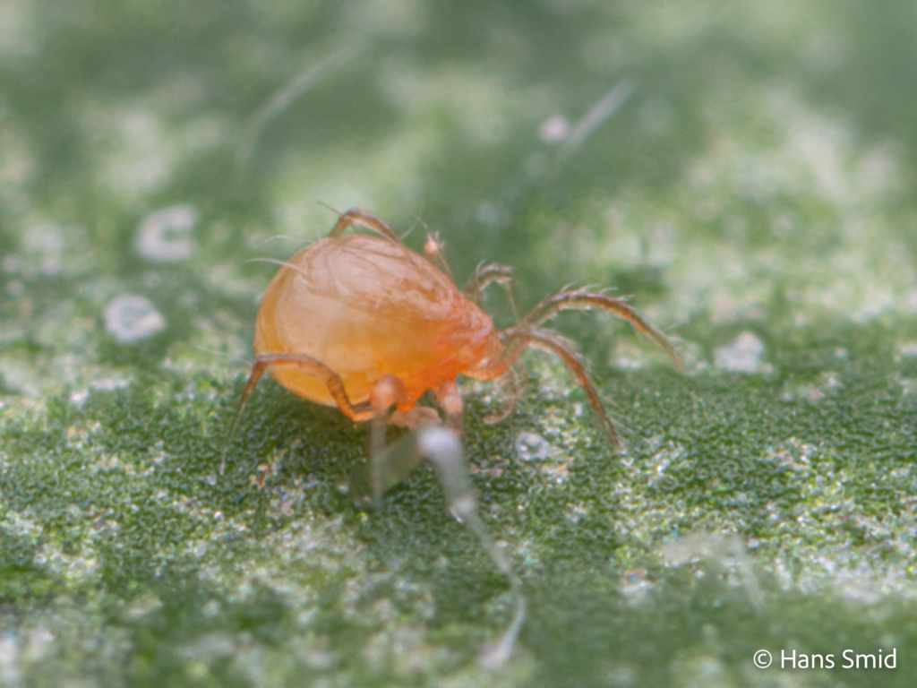 tetranychus urticae spider mite 005 1