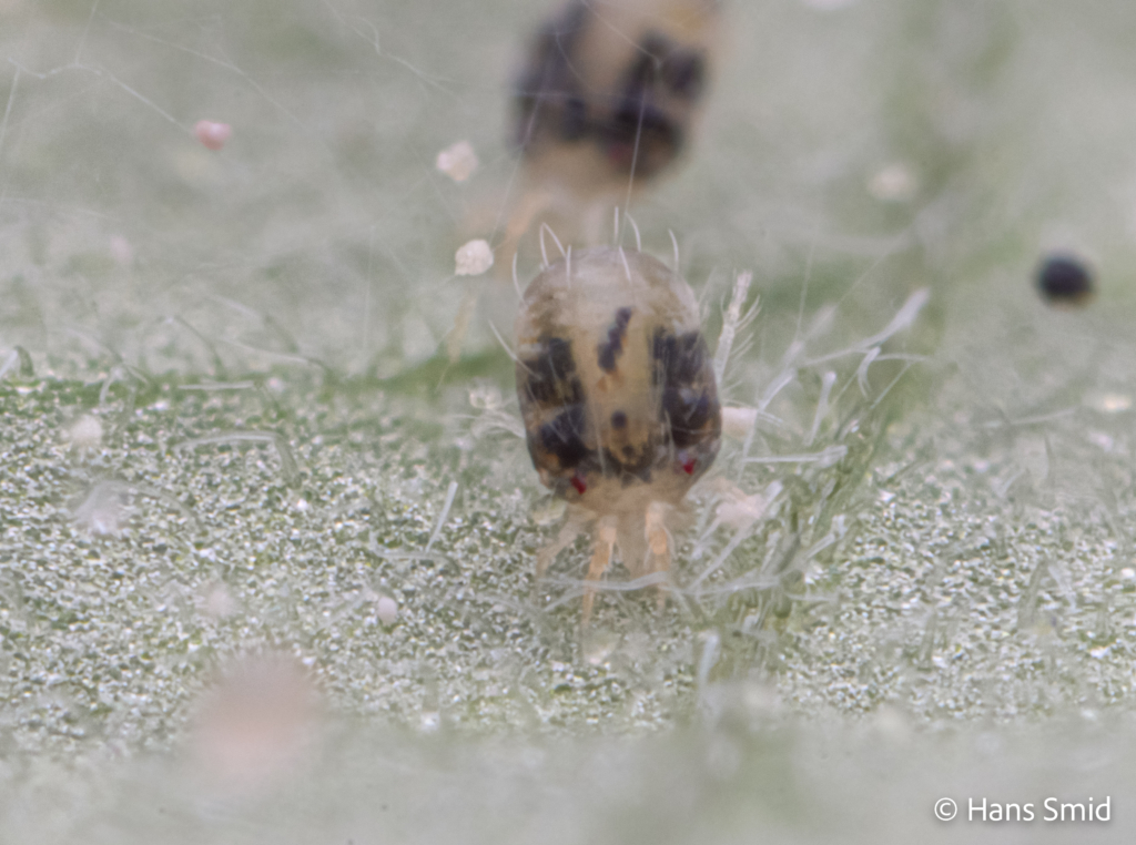 tetranychus urticae spider mite 005