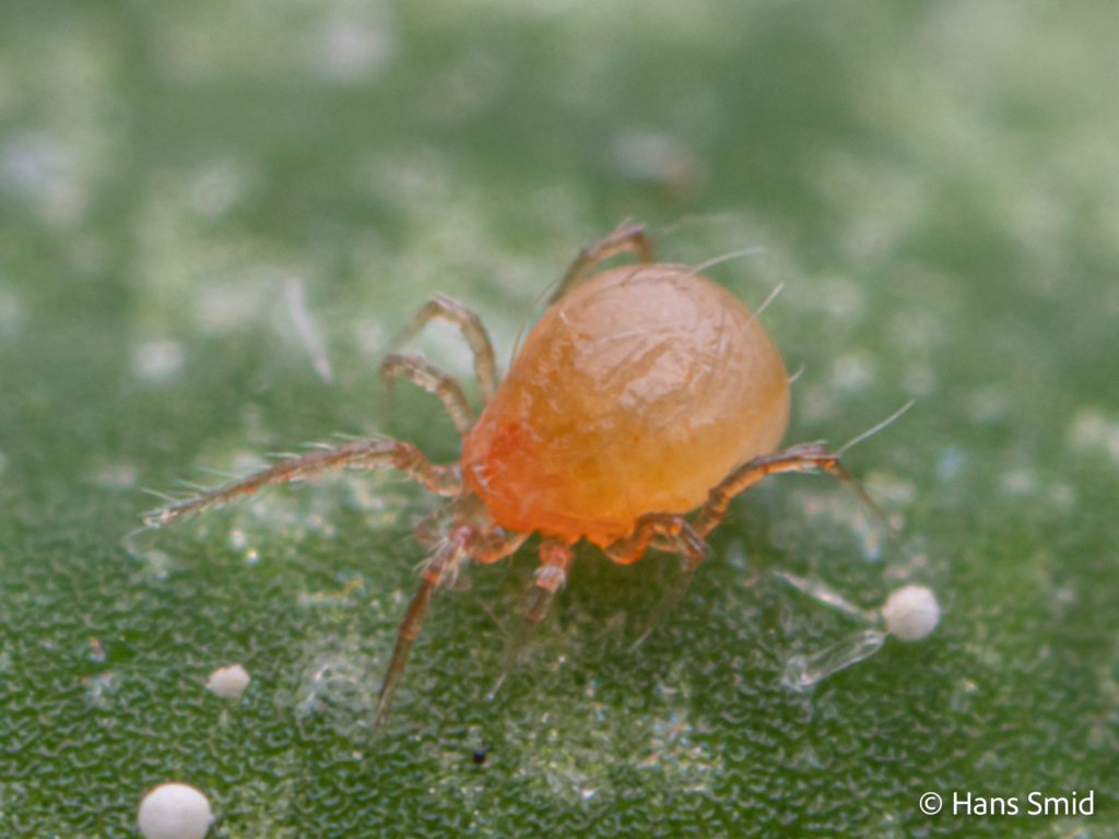tetranychus urticae spider mite 006