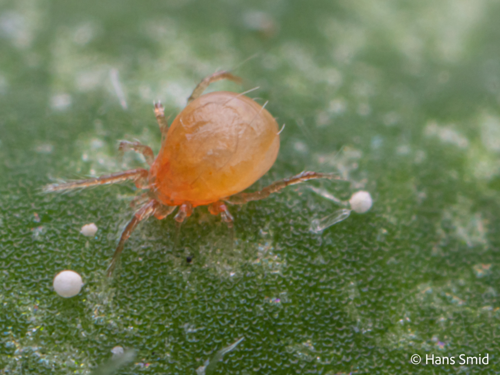 tetranychus urticae spider mite 007