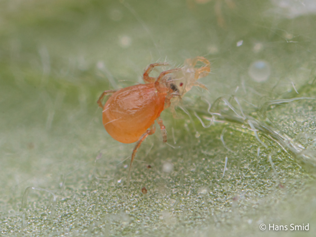 tetranychus urticae spider mite 008