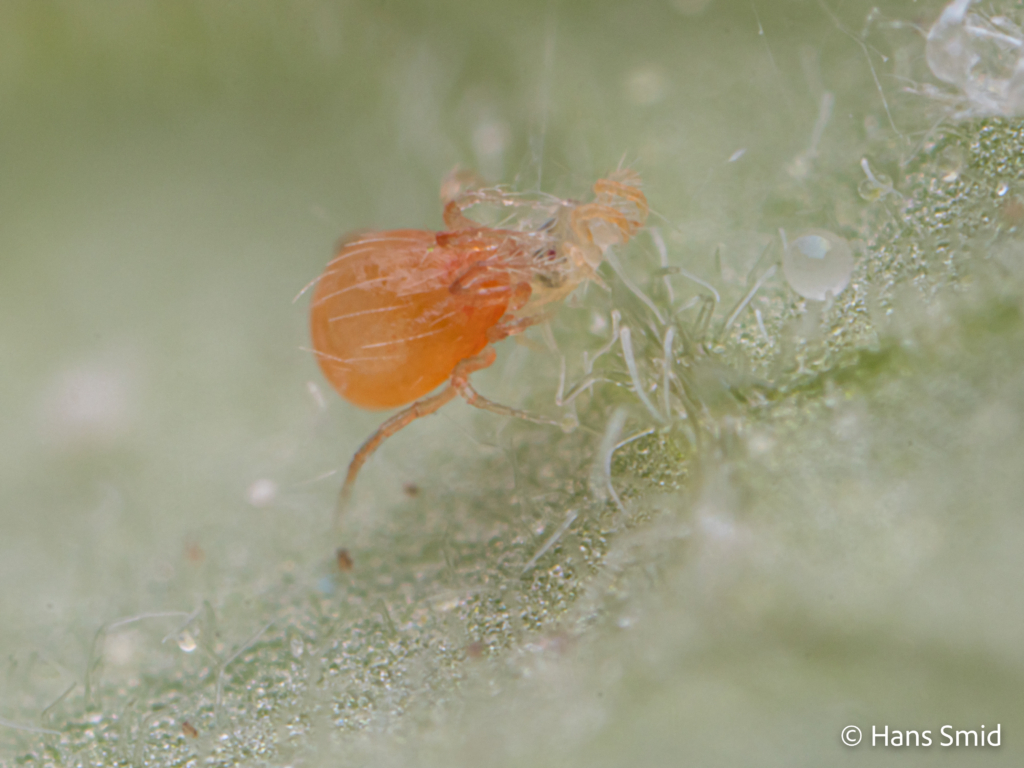 tetranychus urticae spider mite 009
