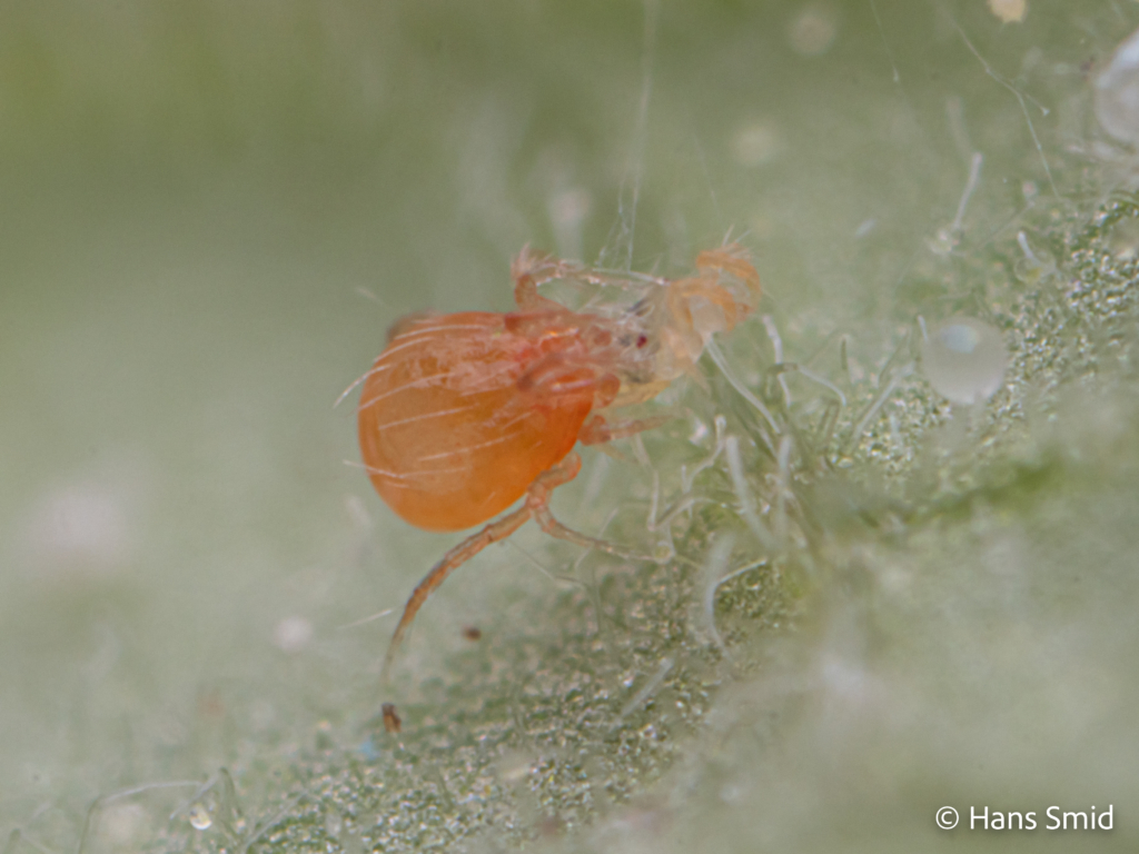 tetranychus urticae spider mite 010