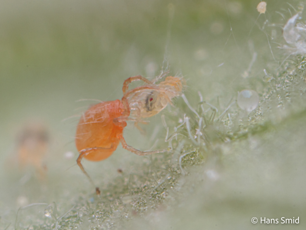 tetranychus urticae spider mite 011