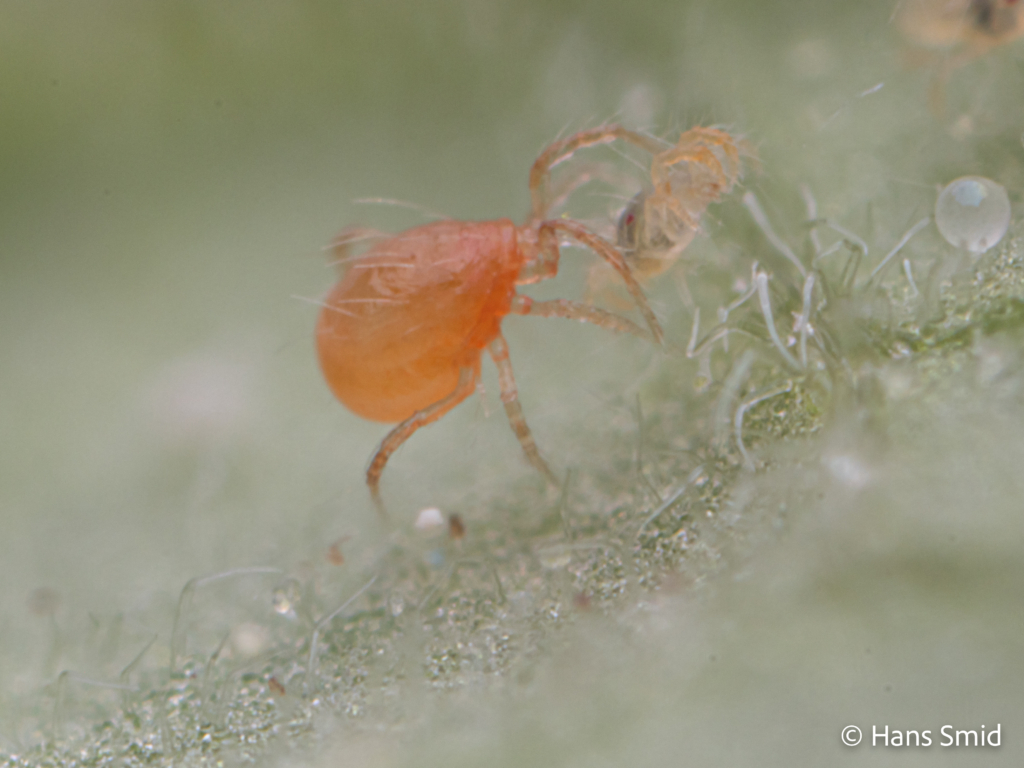 tetranychus urticae spider mite 012