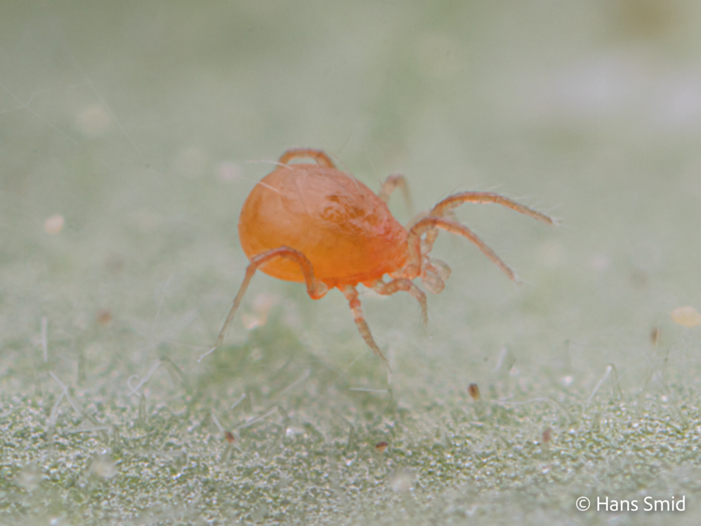 tetranychus urticae spider mite 013