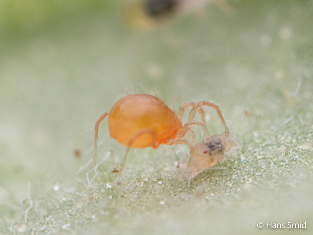 tetranychus urticae spider mite 014