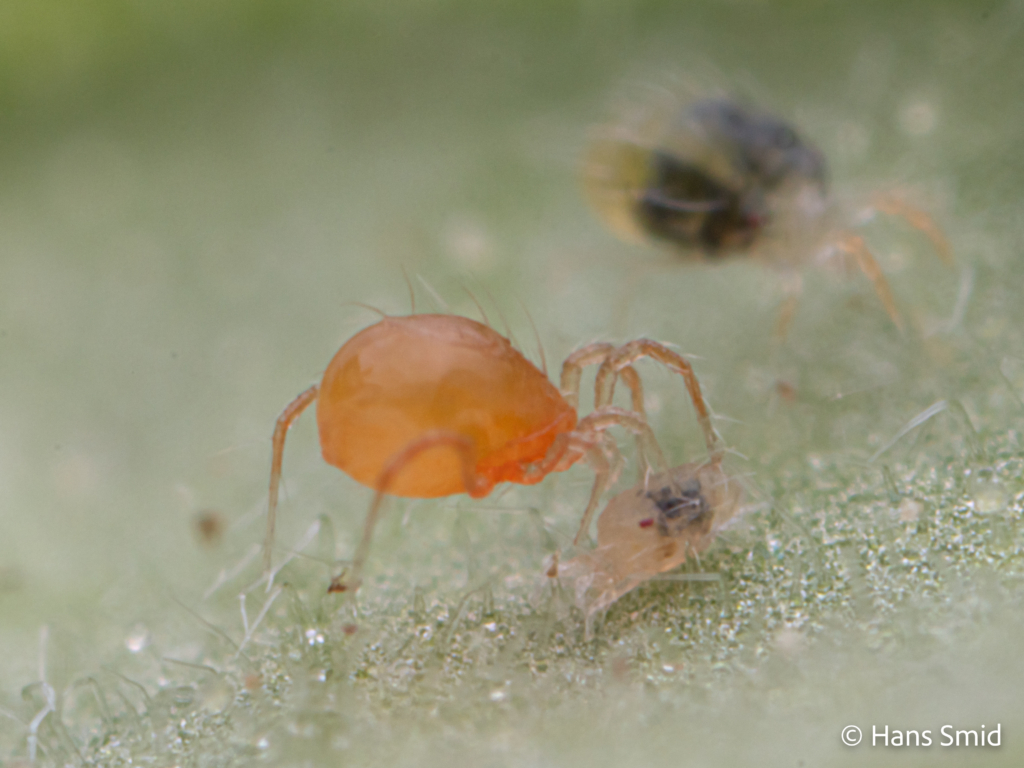 tetranychus urticae spider mite 015