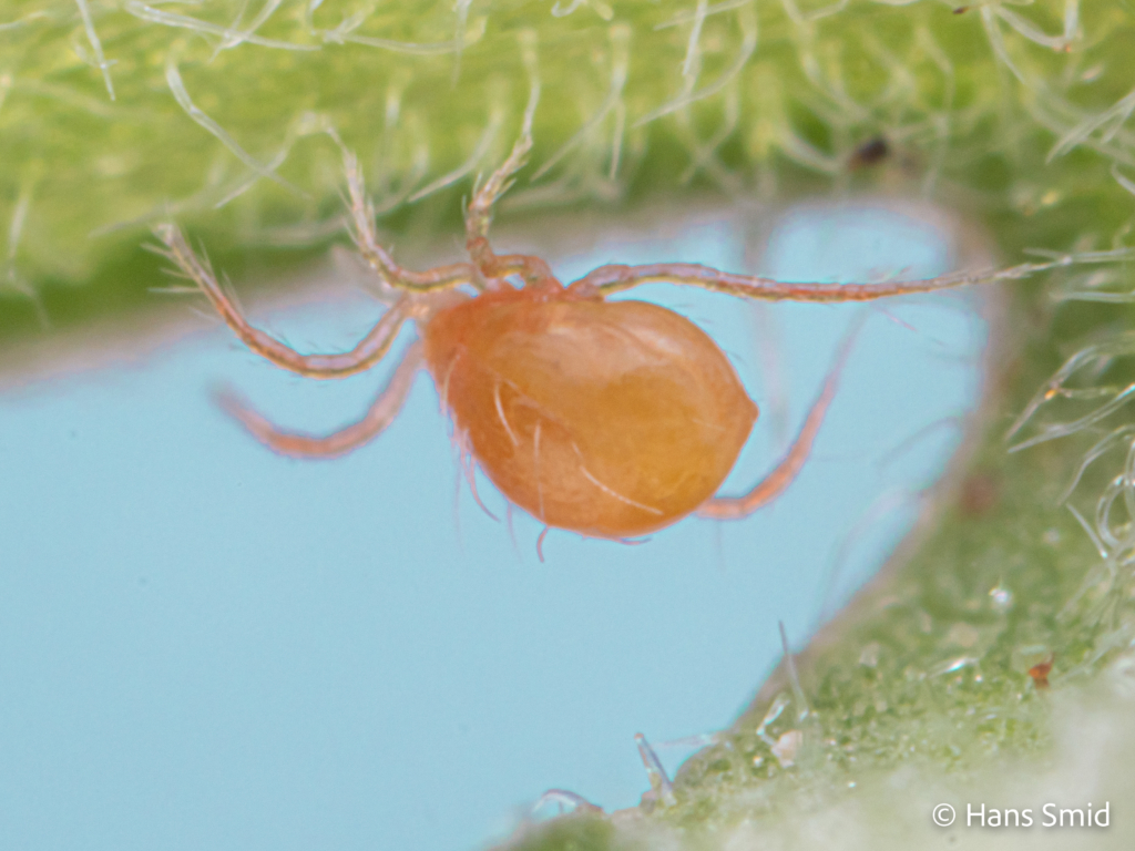 tetranychus urticae spider mite 016