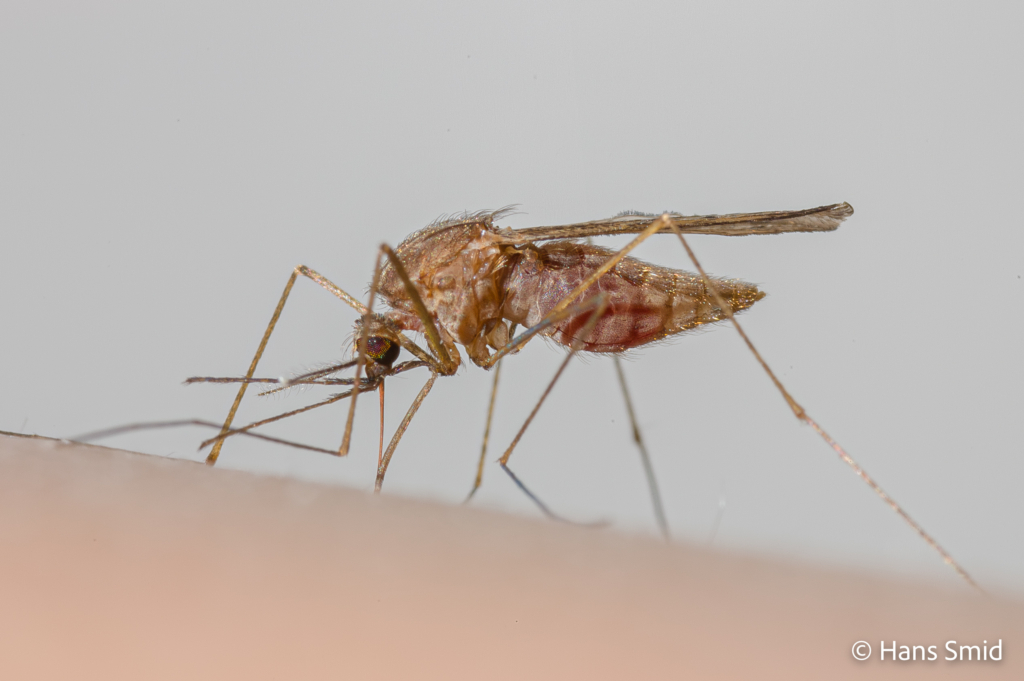 Anopheles atroparvus 001