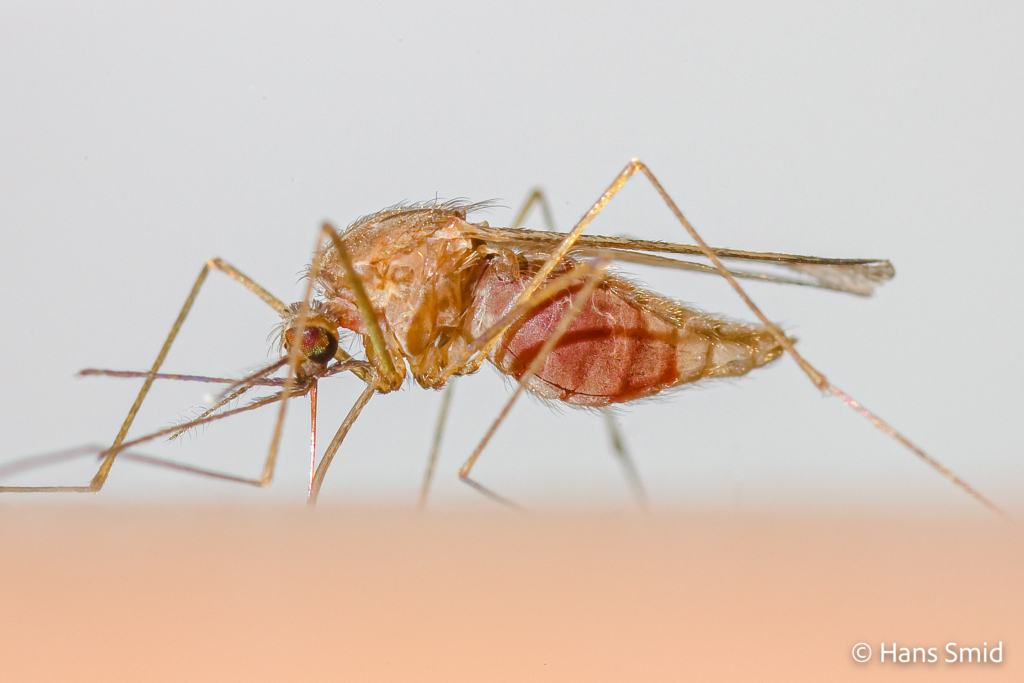 Anopheles atroparvus 002