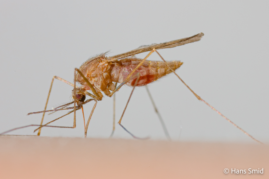Anopheles atroparvus 003