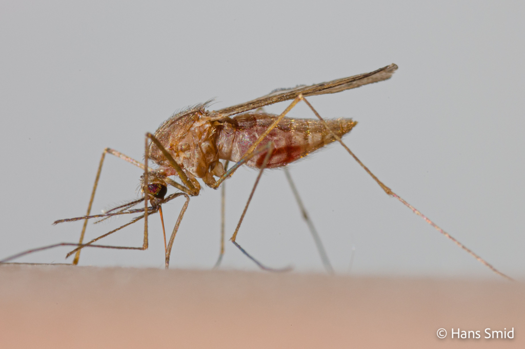 Anopheles atroparvus 004