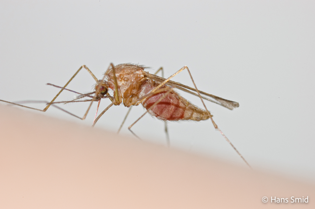 Anopheles atroparvus 005
