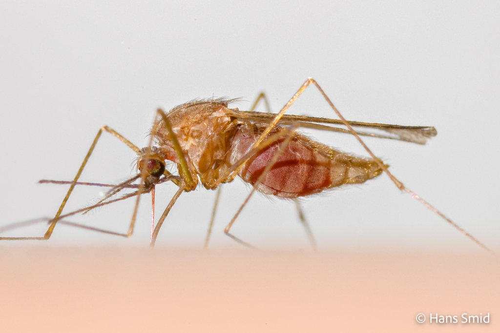 Anopheles atroparvus 006
