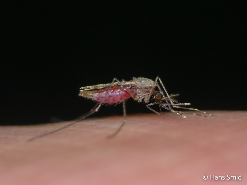 Anopheles gambiae Malaria mosquito malariamag 001