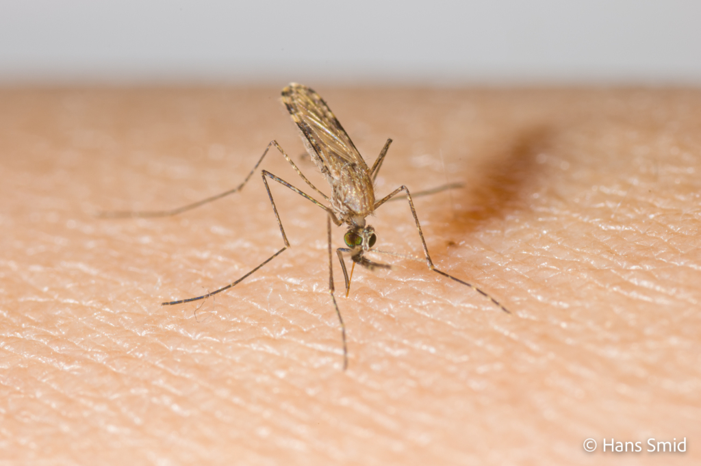 Anopheles gambiae Malaria mosquito malariamag 002