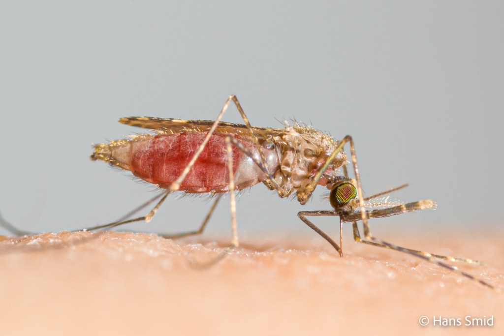 Anopheles gambiae Malaria mosquito malariamag 003