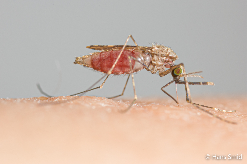 Anopheles gambiae Malaria mosquito malariamag 004