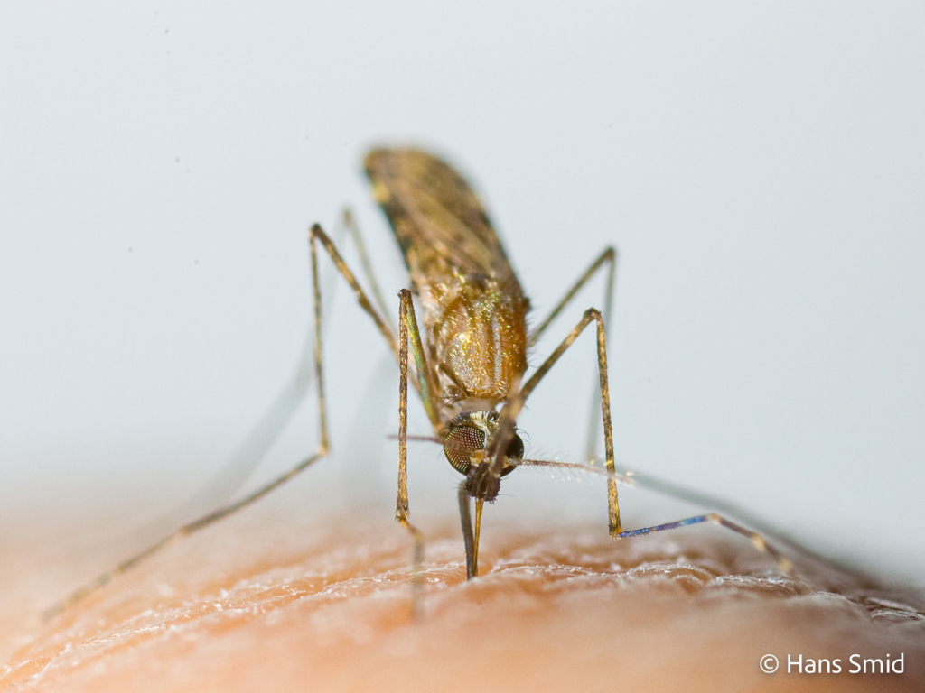 Anopheles gambiae Malaria mosquito malariamag 005