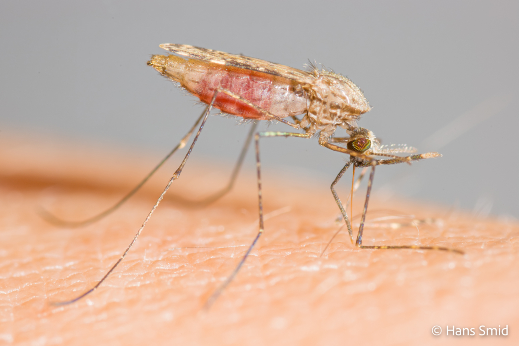 Anopheles gambiae Malaria mosquito malariamag 006