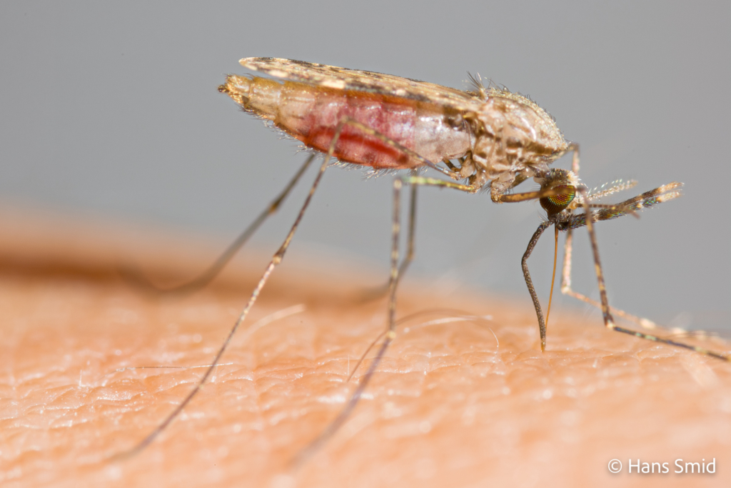 Anopheles gambiae Malaria mosquito malariamag 007