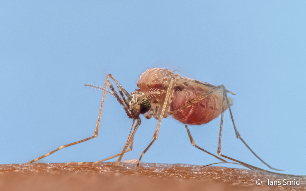 Anopheles gambiae Malaria mosquito malariamag 008