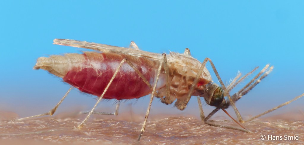 Anopheles gambiae Malaria mosquito malariamag 009
