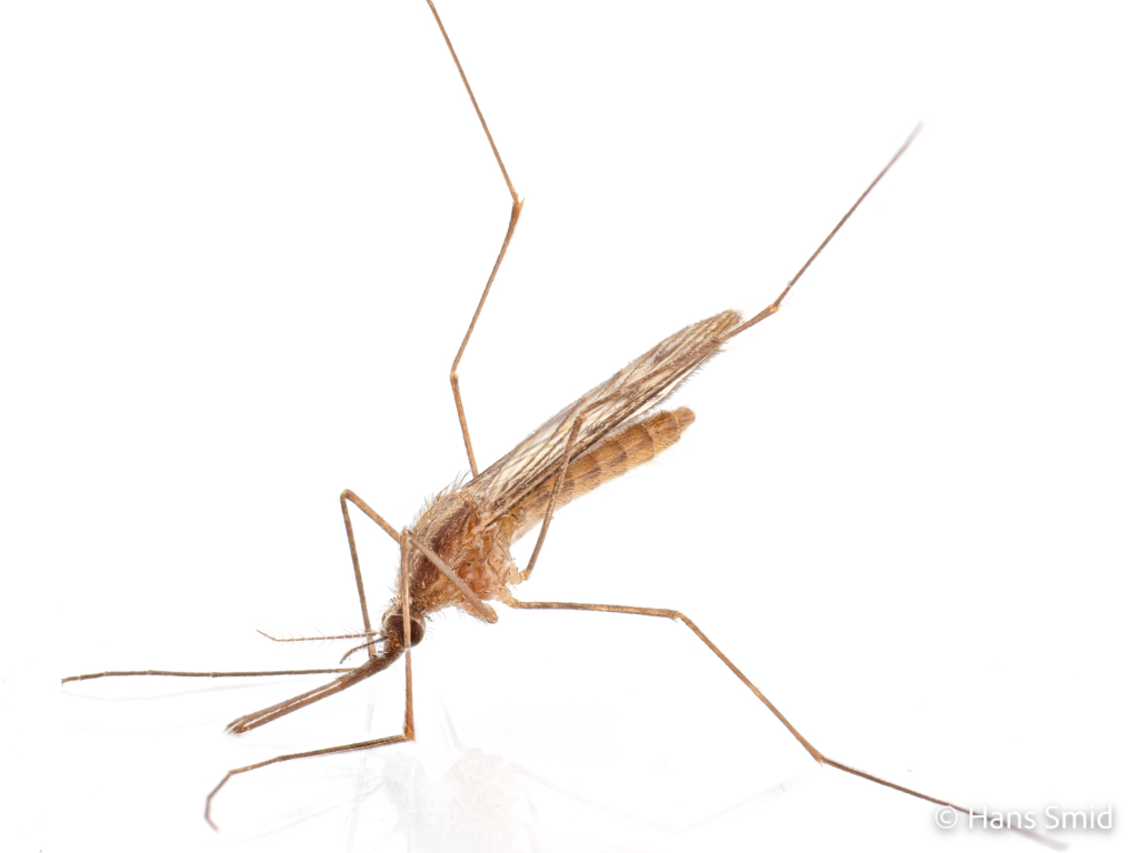 Anopheles maculipennis 001