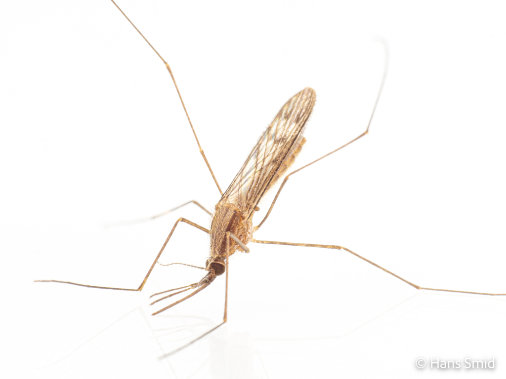 Anopheles maculipennis 002