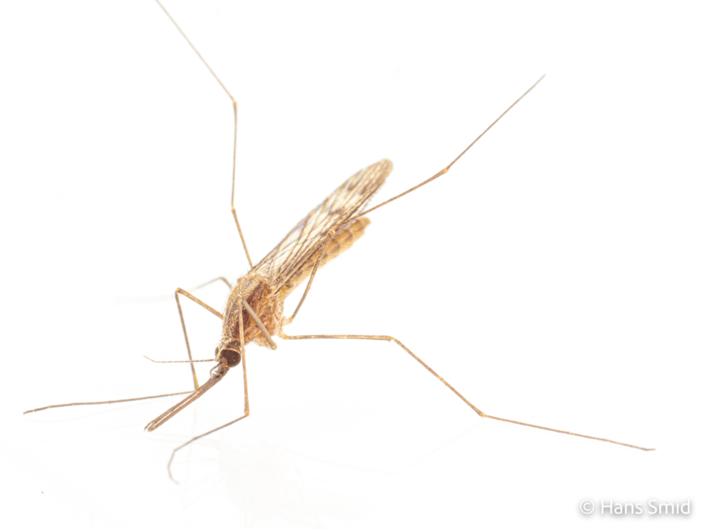 Anopheles maculipennis 003